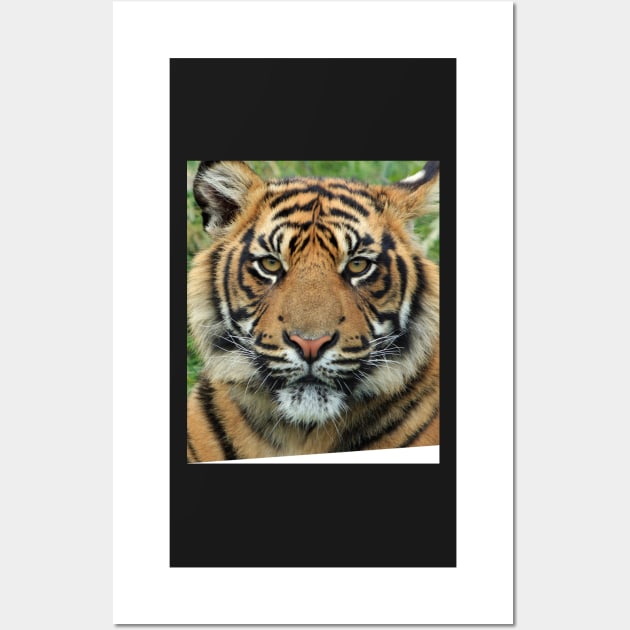 Tiger Wall Art by SusanaDesigns